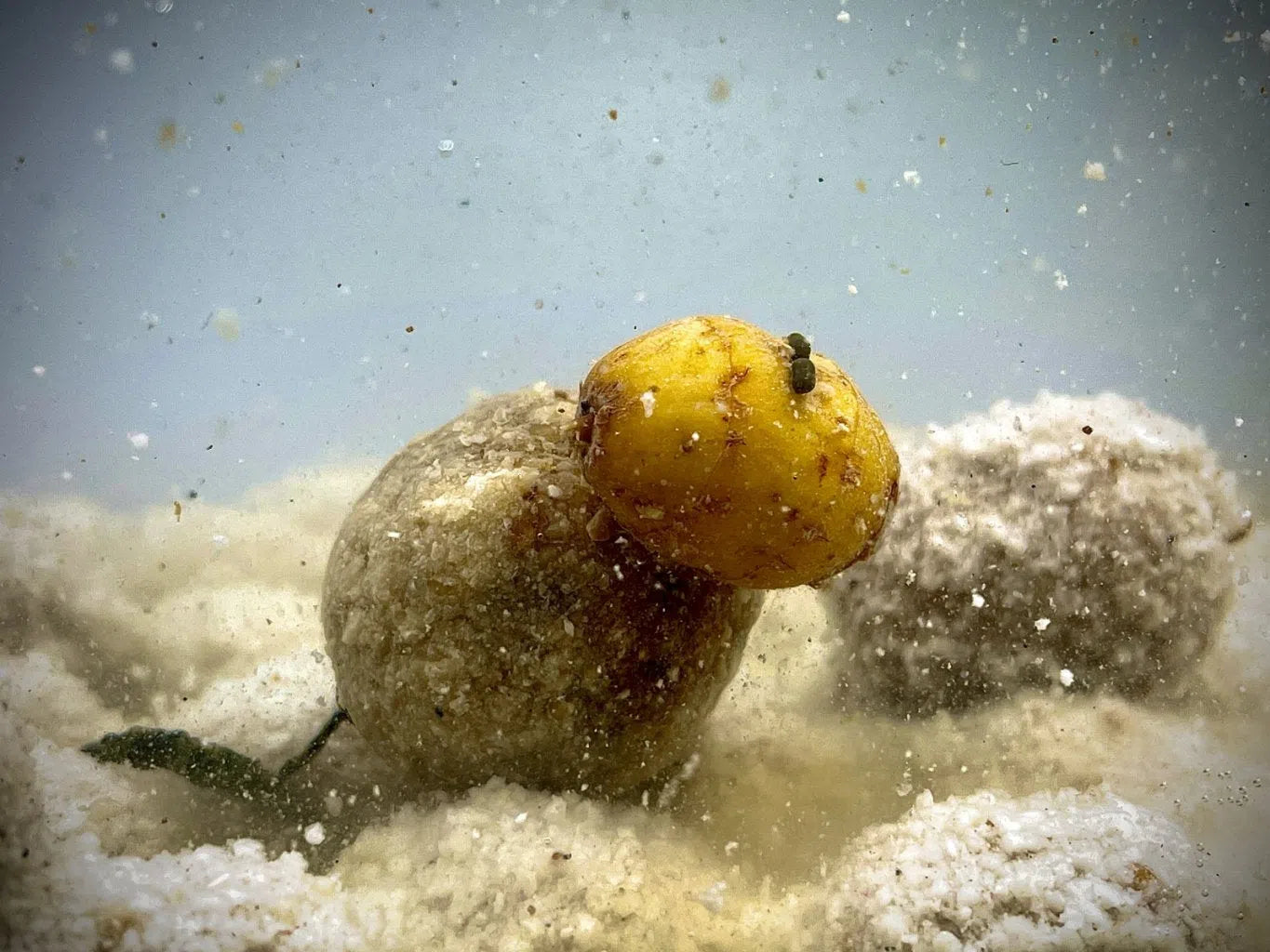 LK BAITS BALANCE TIGRISMOGYORÓ TÖLTÖTT CSALIZÓ BOJLI 20MM 12-14DB 200ML